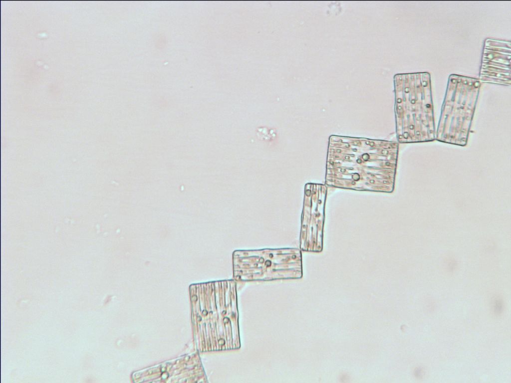 lago di cei trentino crux melitensis